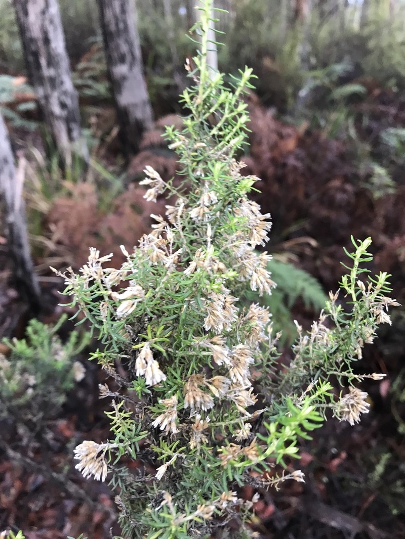 Ozothamnus floribundus photo 6