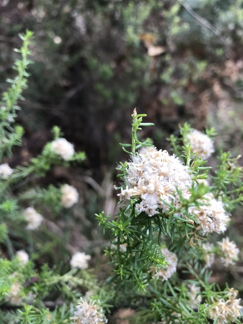 Ozothamnus floribundus photo 7