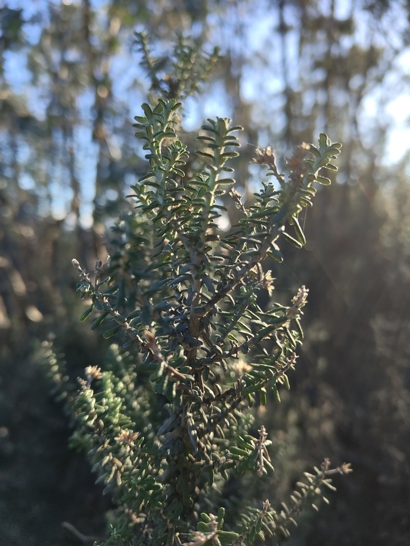 Ozothamnus reflexus