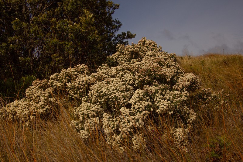 Ozothamnus reflexus photo 2