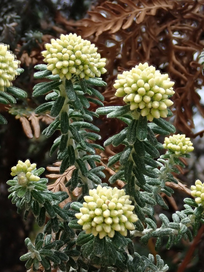 Ozothamnus reflexus photo 3