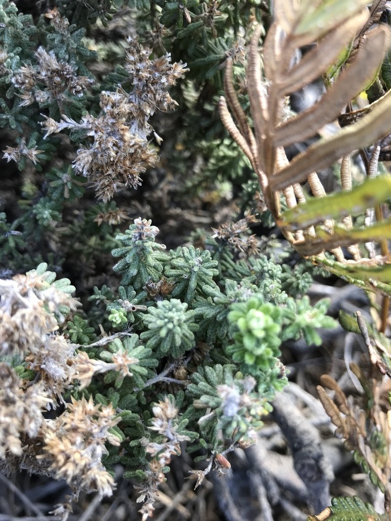 Ozothamnus reflexus photo 4