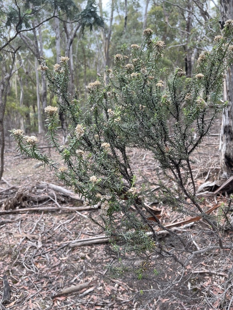 Ozothamnus reflexus photo 5
