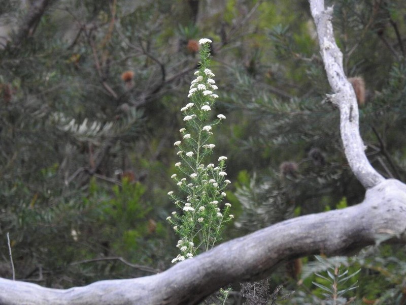 Ozothamnus reflexus photo 6