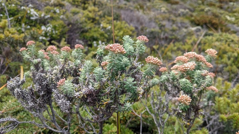 Ozothamnus reflexus photo 7