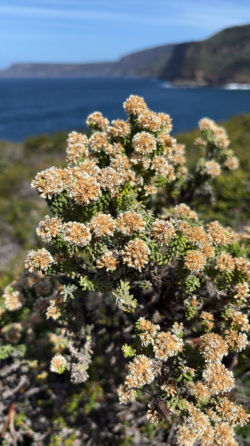 Ozothamnus reflexus photo 8