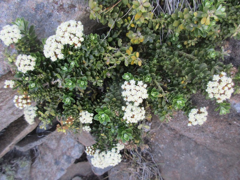 Ozothamnus rodwayi var. rodwayi