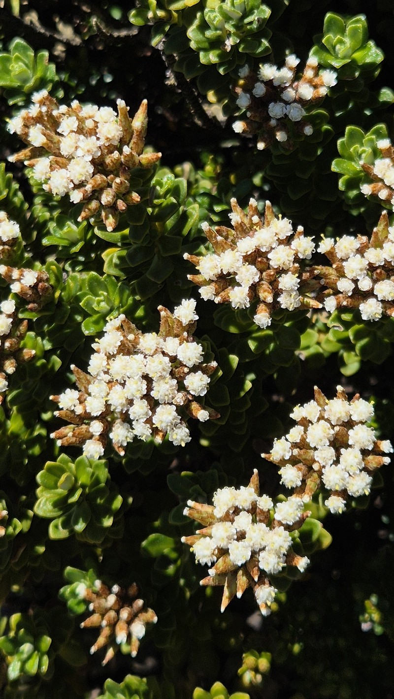 Ozothamnus rodwayi var. rodwayi photo 2