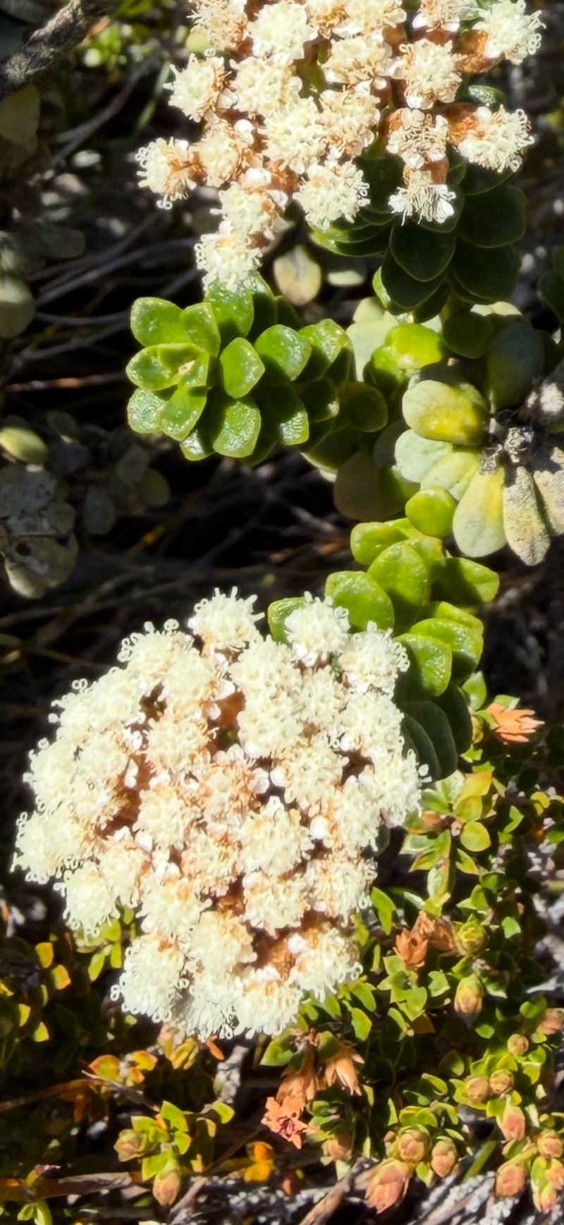 Ozothamnus rodwayi var. rodwayi photo 3