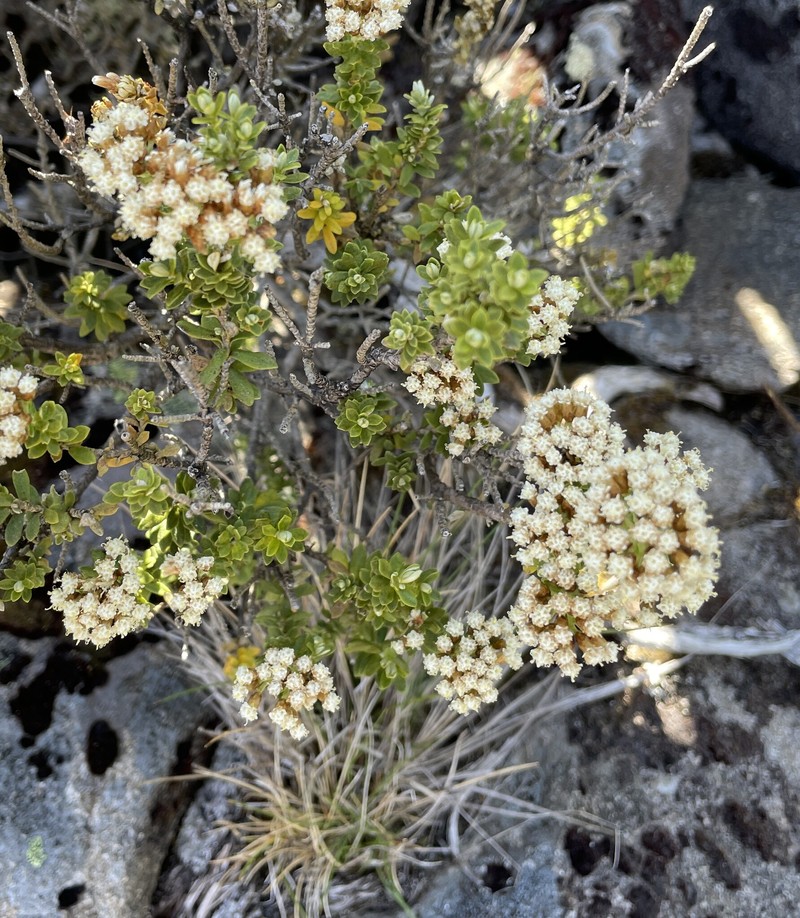 Ozothamnus rodwayi var. rodwayi photo 4