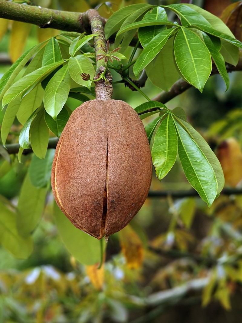 Guiana-Chestnut photo 2
