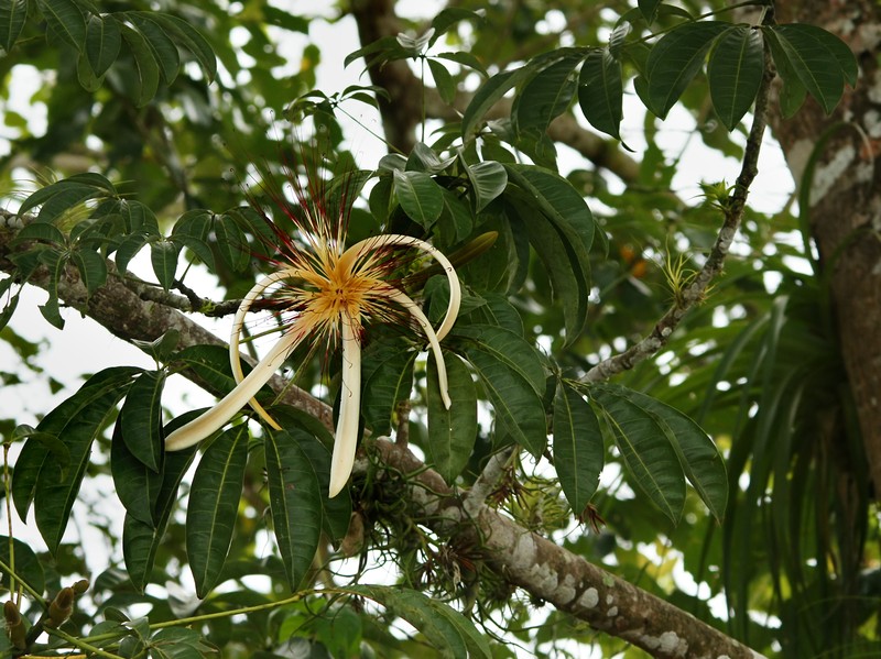 Guiana-Chestnut photo 3
