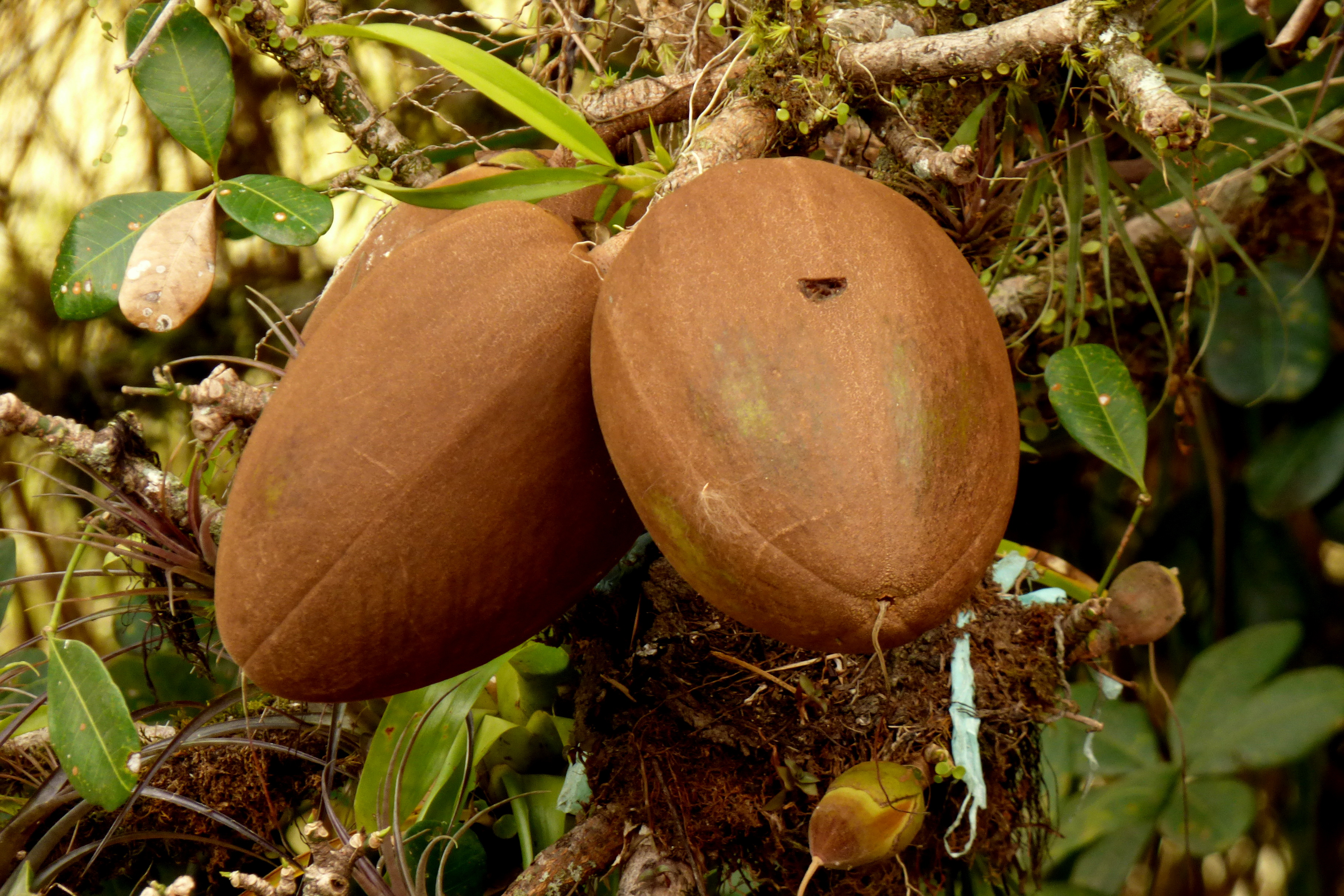 Guiana-Chestnut photo 4