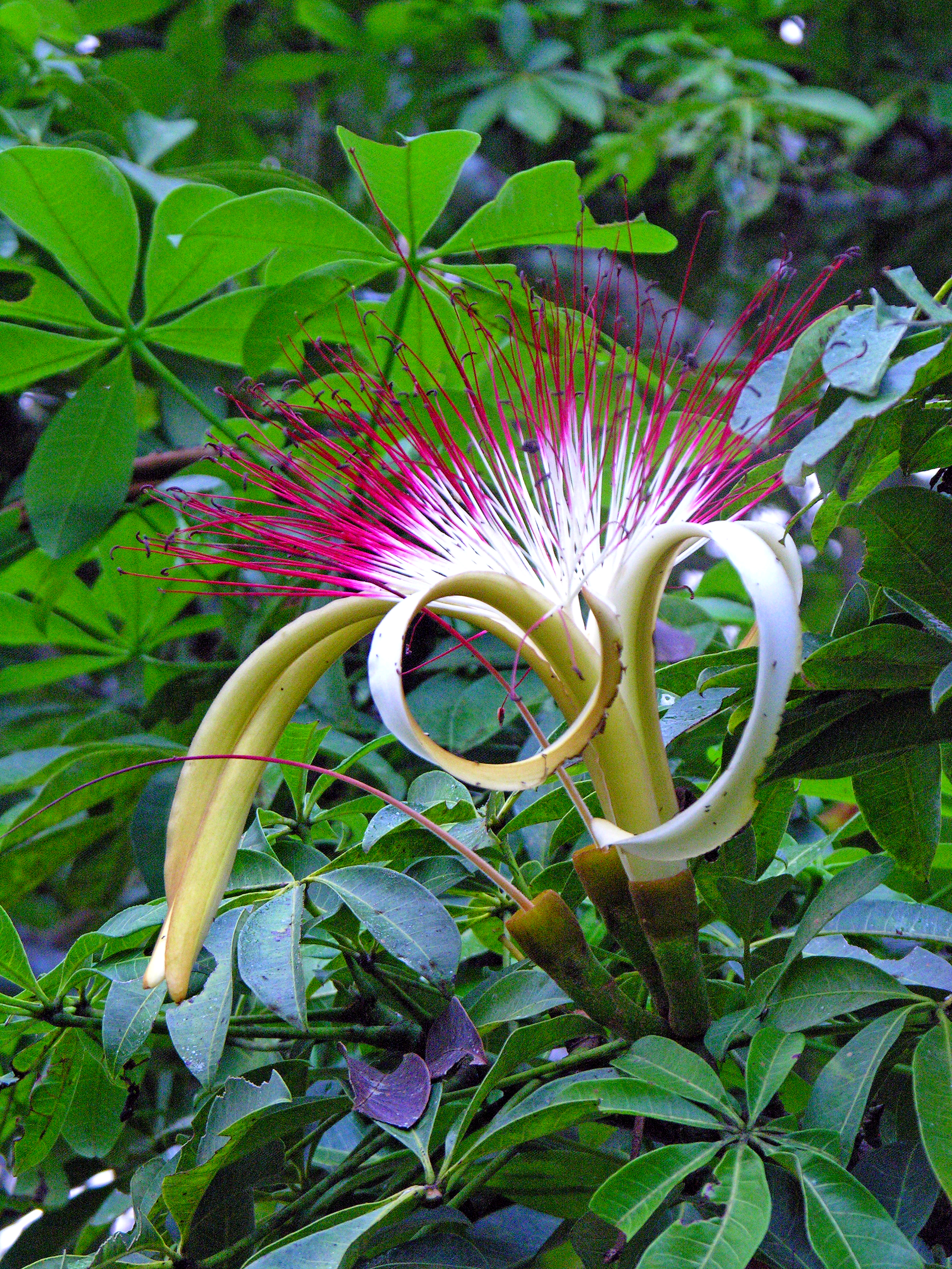 Guiana-Chestnut