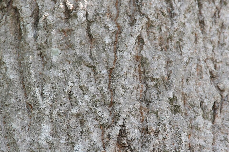 Guiana-Chestnut photo 5