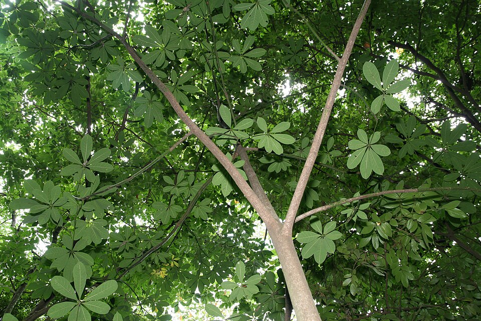 Guiana-Chestnut photo 6