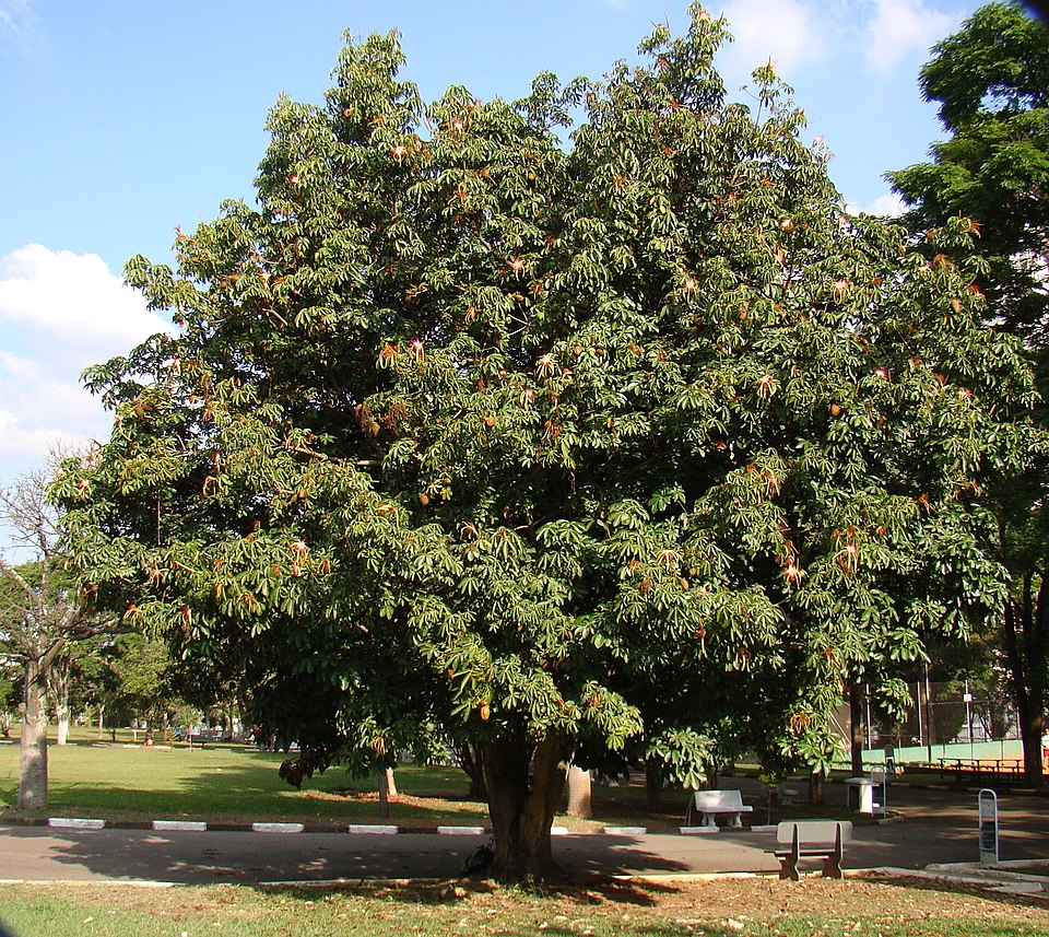 Guiana-Chestnut photo 7