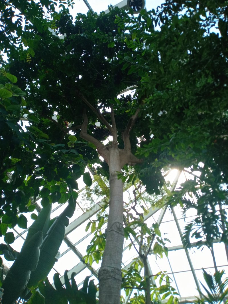 Guiana-Chestnut photo 8