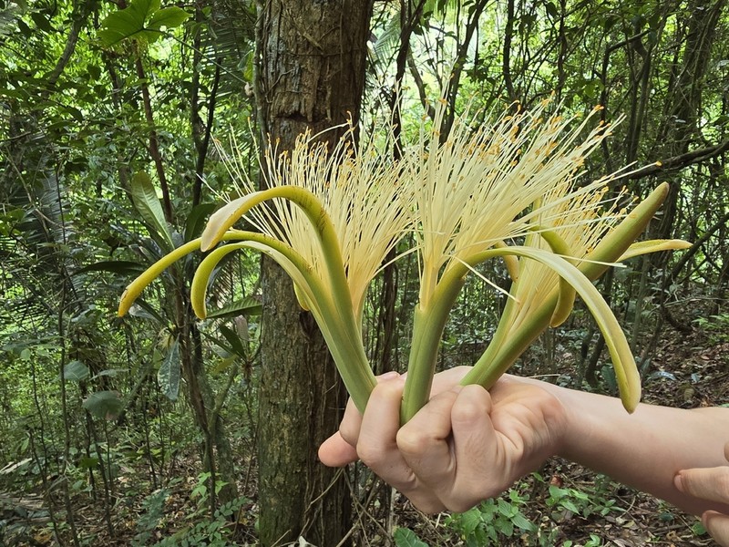 Pachira cearensis
