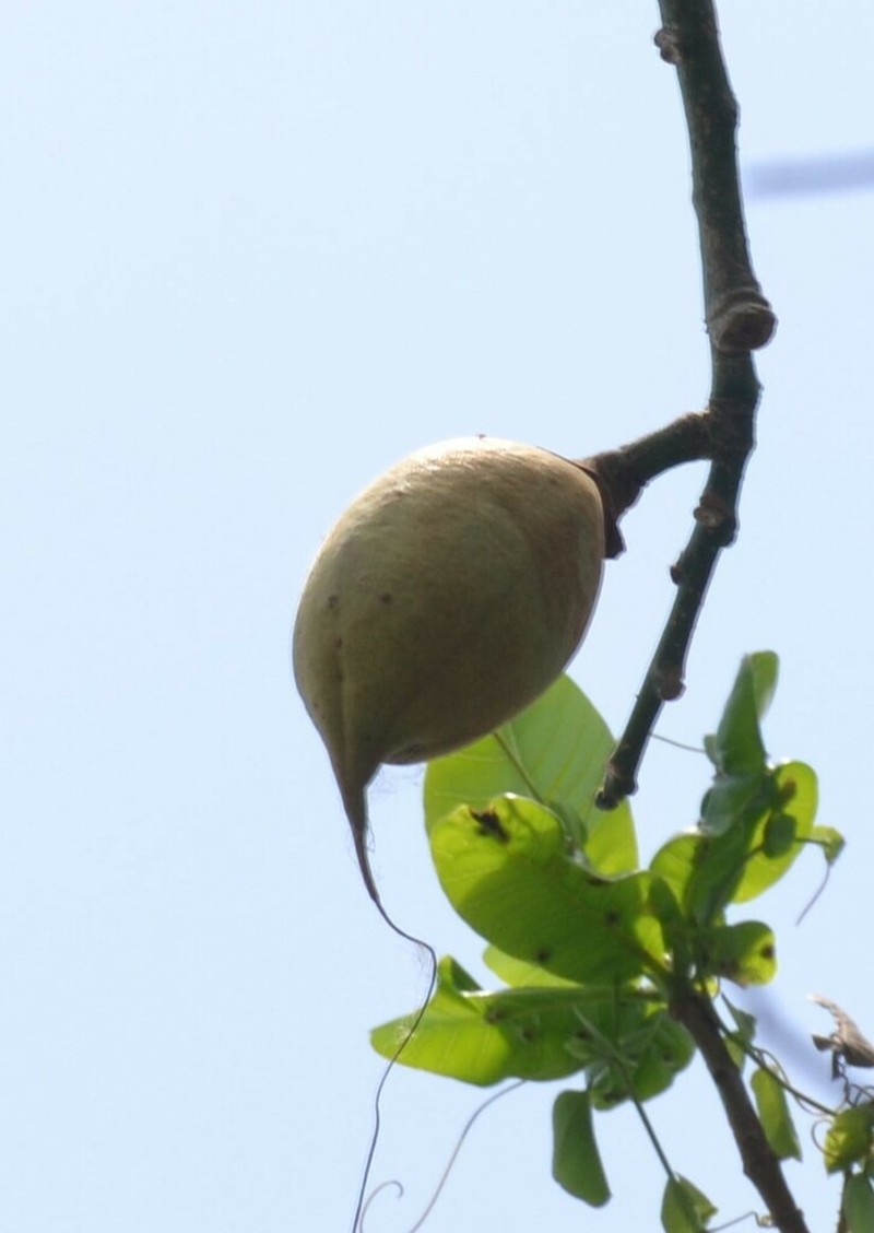 Pachira cearensis photo 2