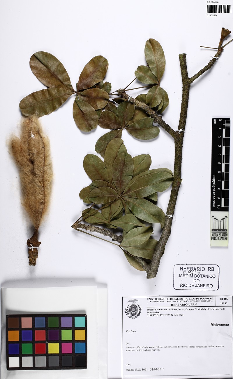 Pachira cearensis photo 4