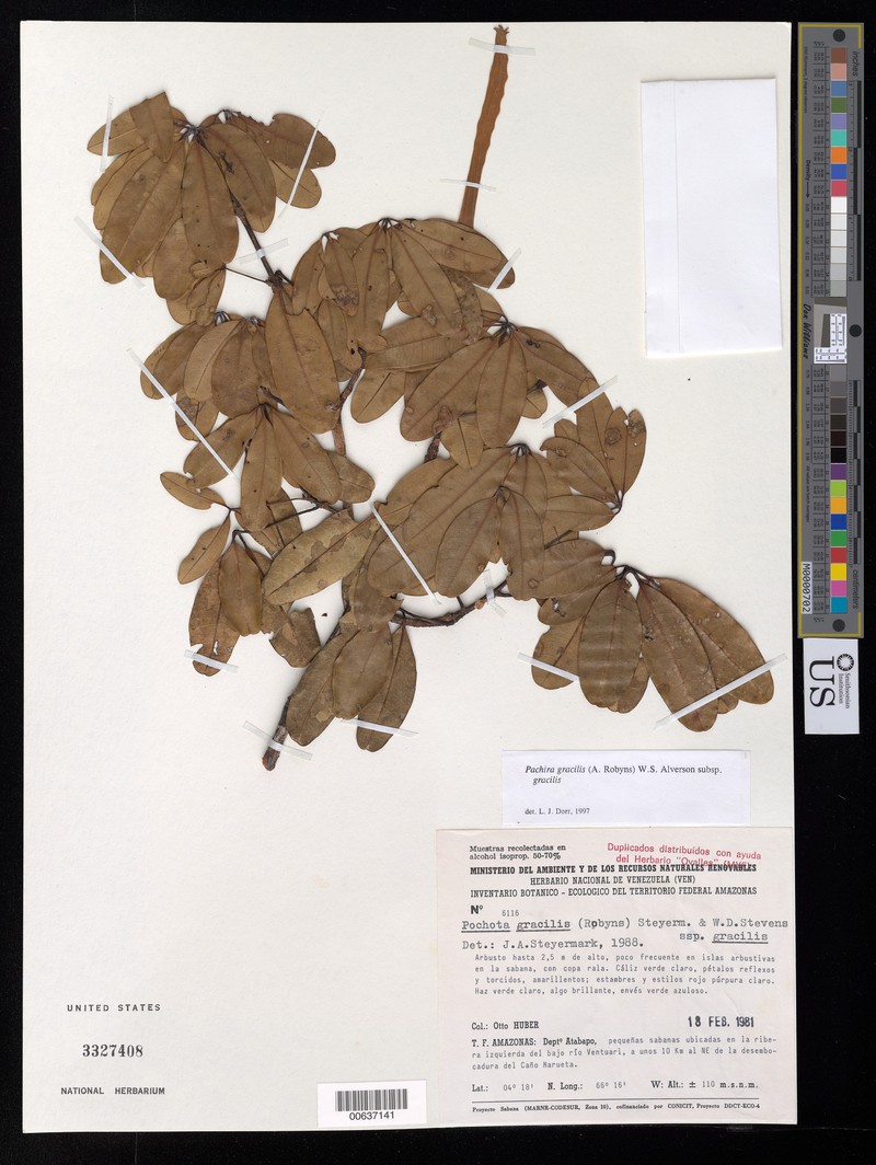 Pachira gracilis subsp. gracilis