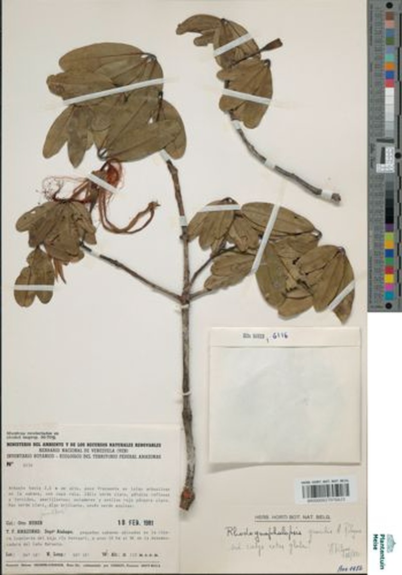 Pachira gracilis subsp. gracilis photo 2