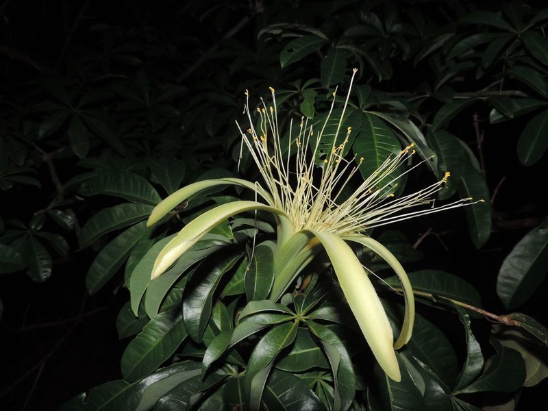Pachira inaequalivalvis