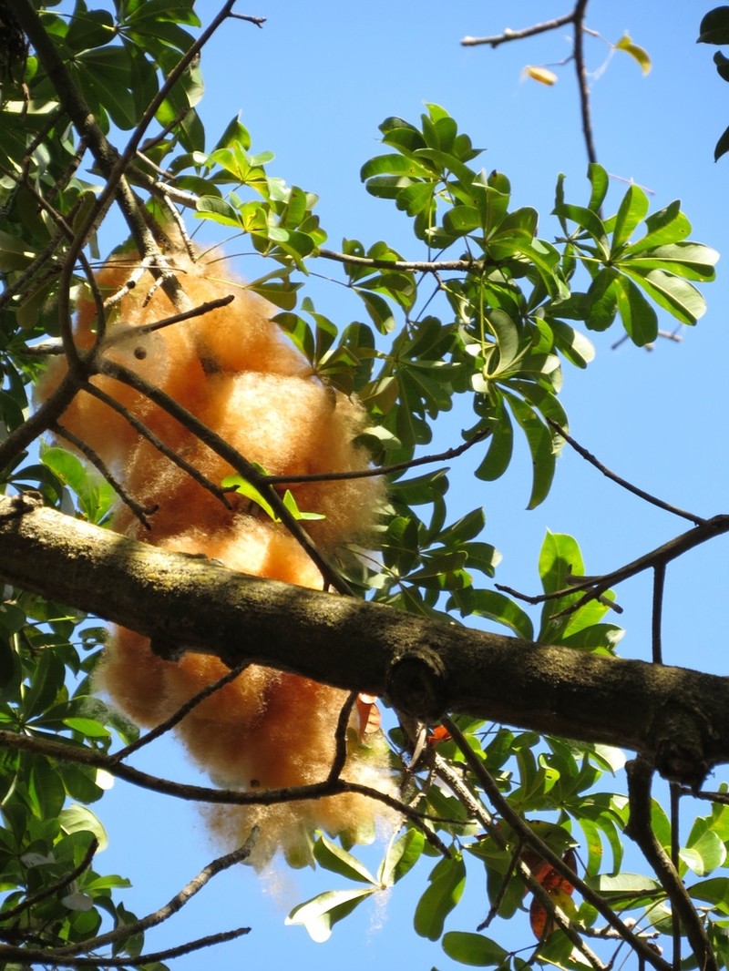Pachira inaequalivalvis photo 2