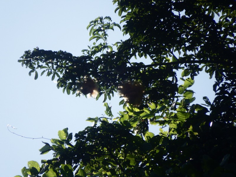 Pachira inaequalivalvis photo 3