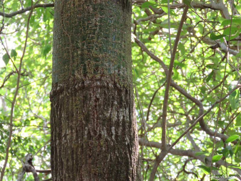 Pachira inaequalivalvis photo 4