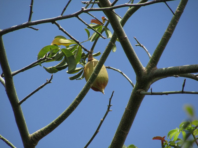 Pachira inaequalivalvis photo 5