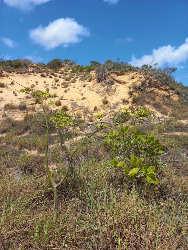 Pachira inaequalivalvis photo 6