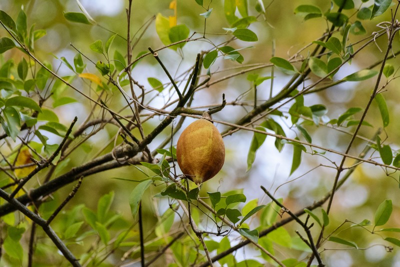 Pachira inaequalivalvis photo 7