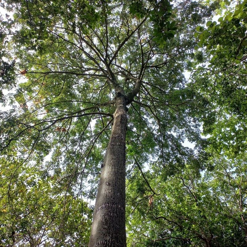 Pachira inaequalivalvis photo 8