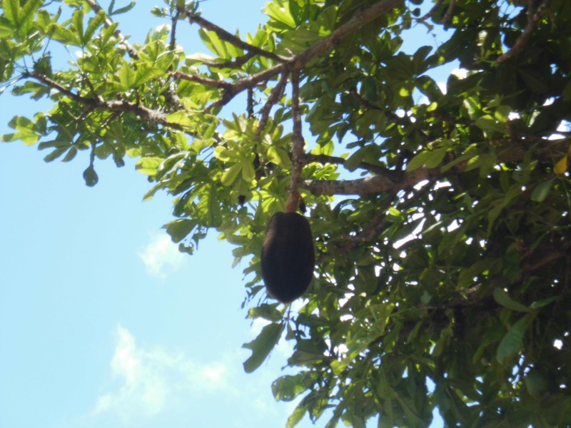 Wild Chestnut photo 2