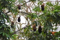 Wild Chestnut