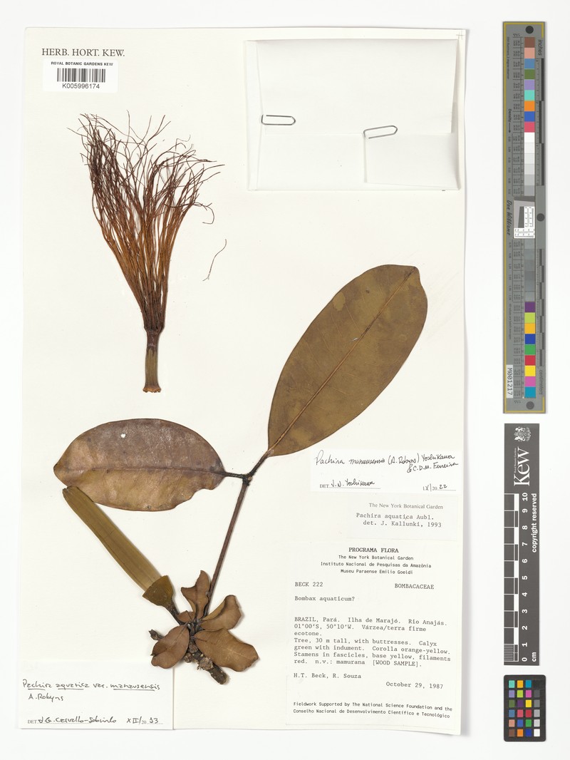 Pachira manausensis