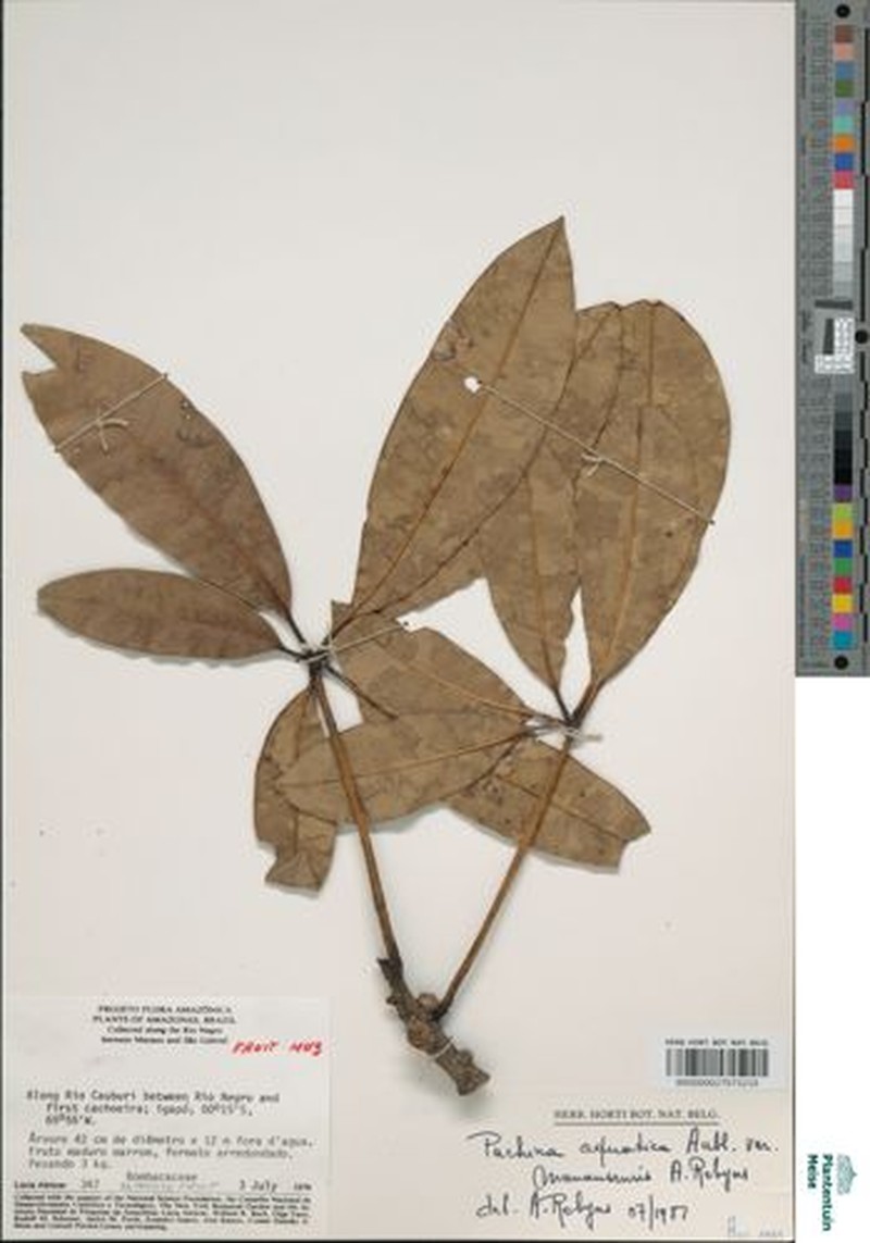 Pachira manausensis photo 4