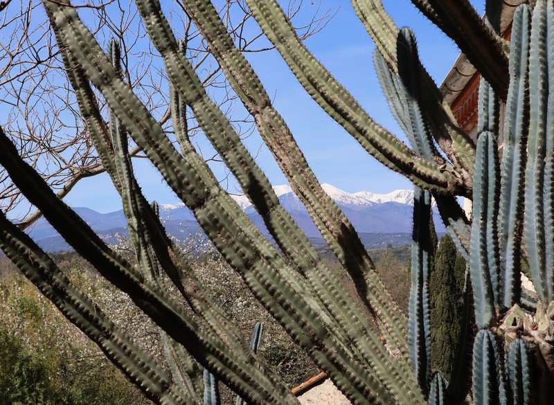 Senita Cactus photo 2