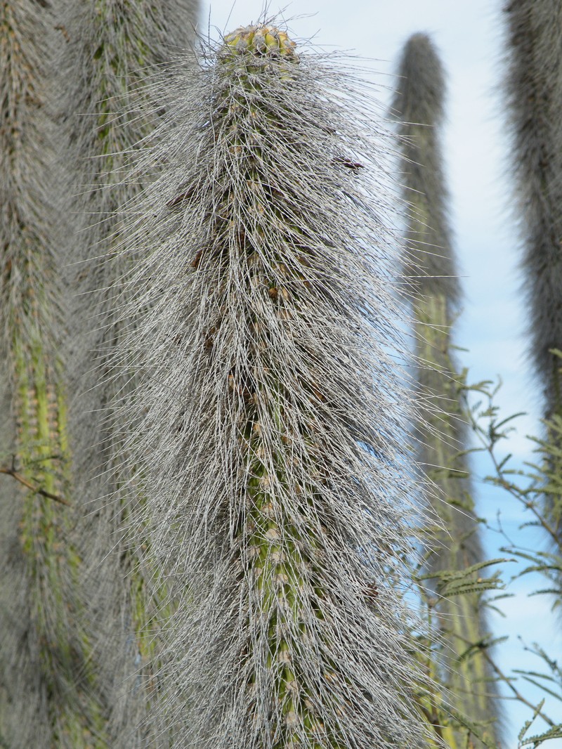 Senita Cactus photo 3