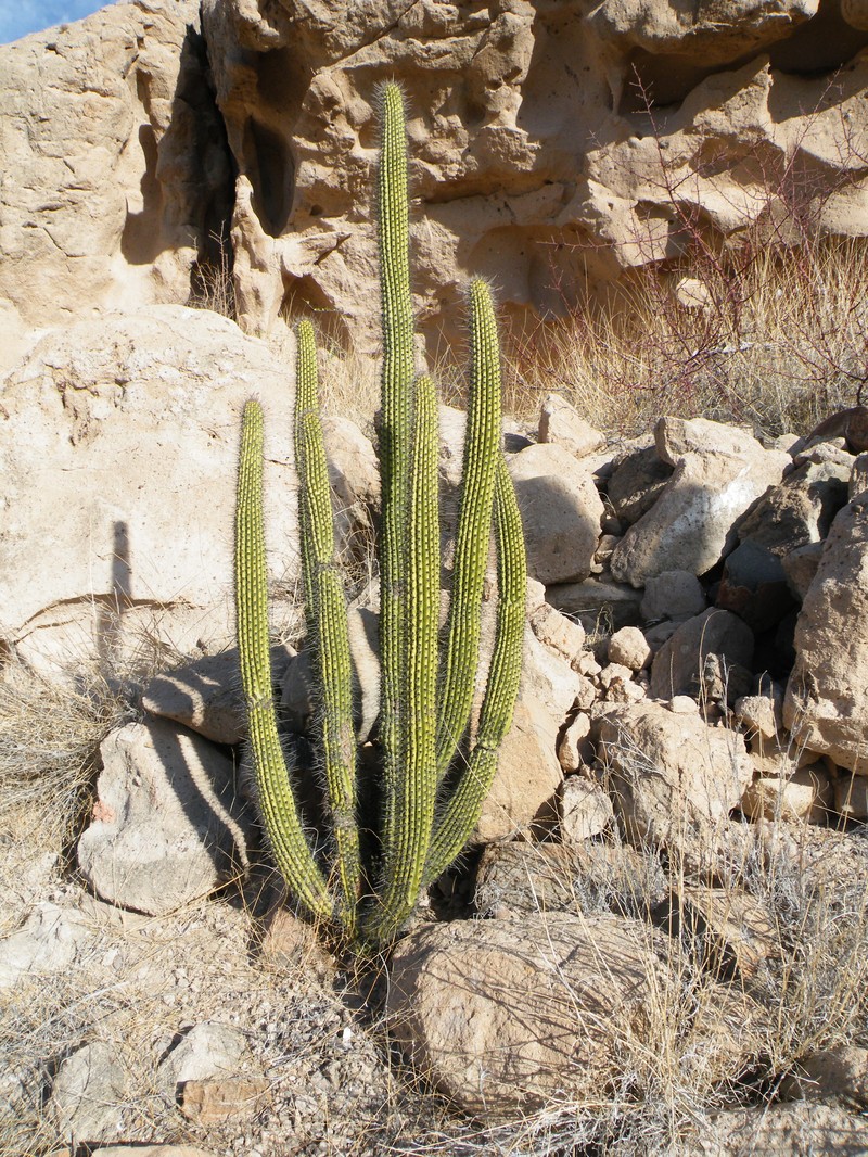 Senita Cactus photo 4