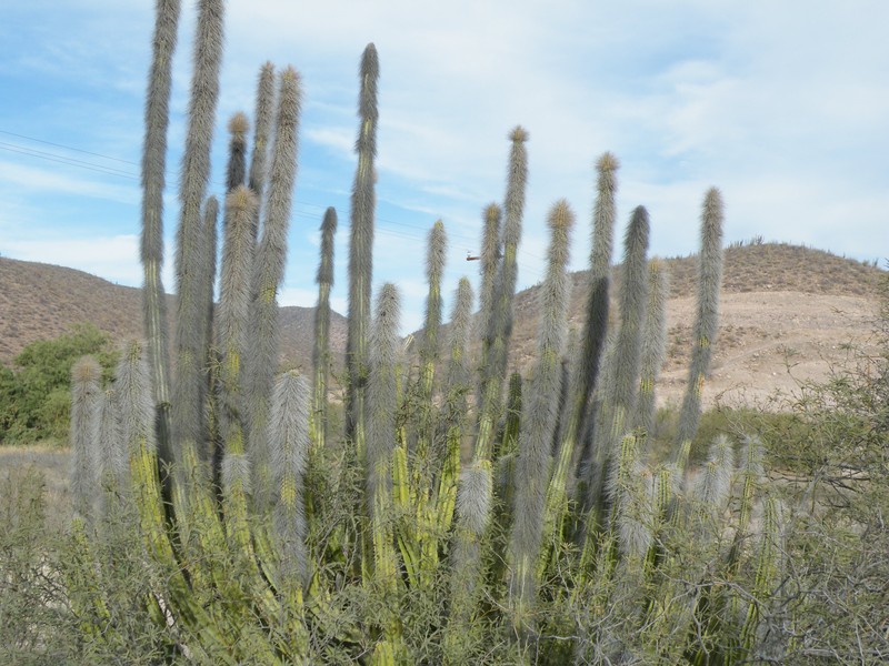 Senita Cactus photo 5