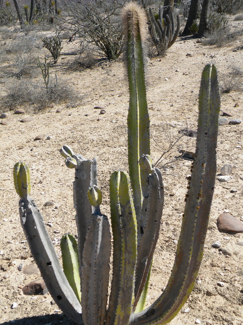 Senita Cactus