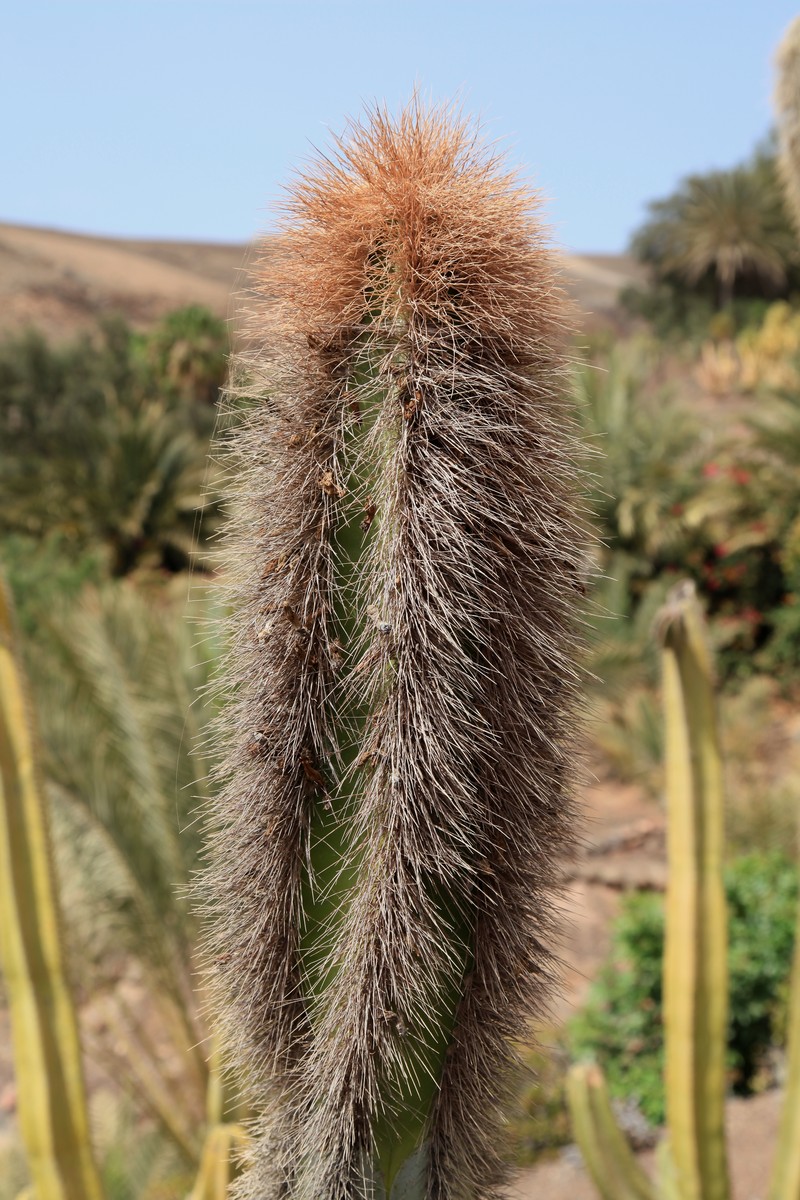Senita Cactus photo 6
