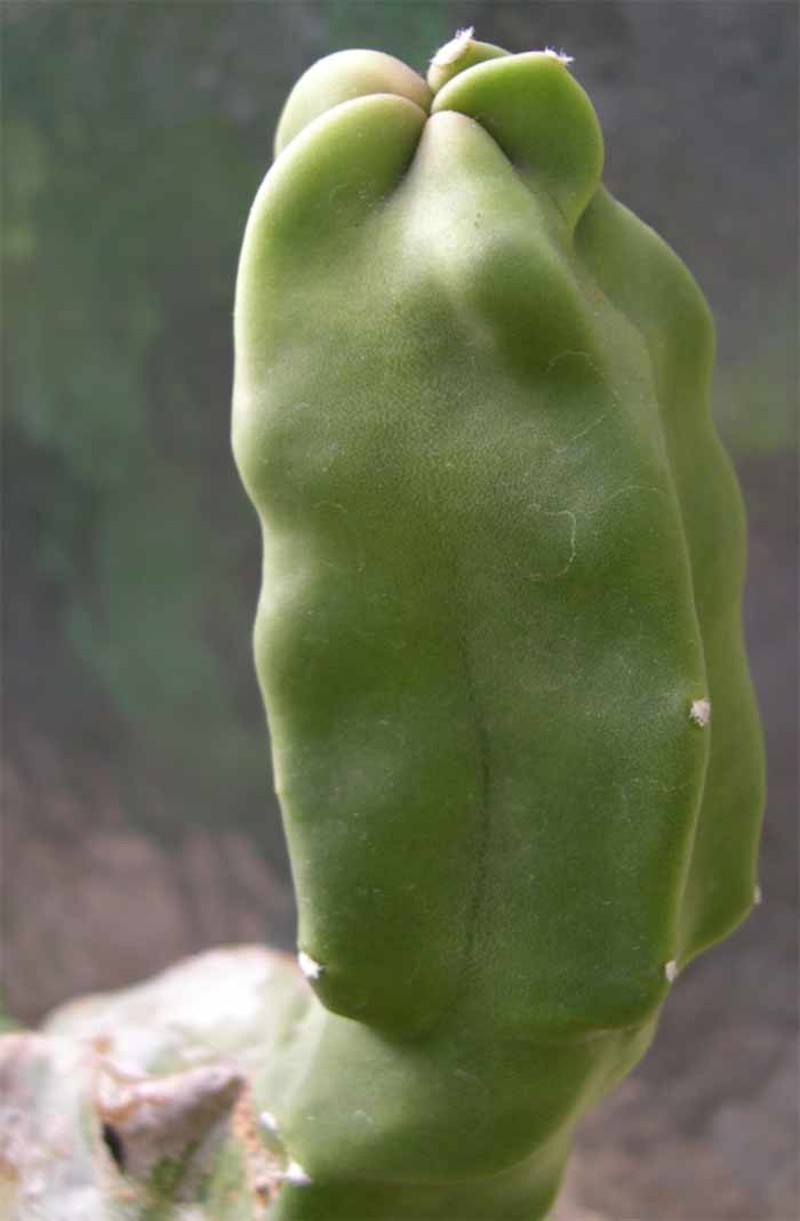Senita Cactus photo 7