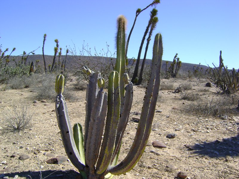 Senita Cactus photo 8