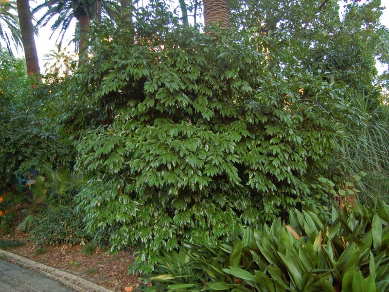Laurel-Leaf Snailseed photo 5