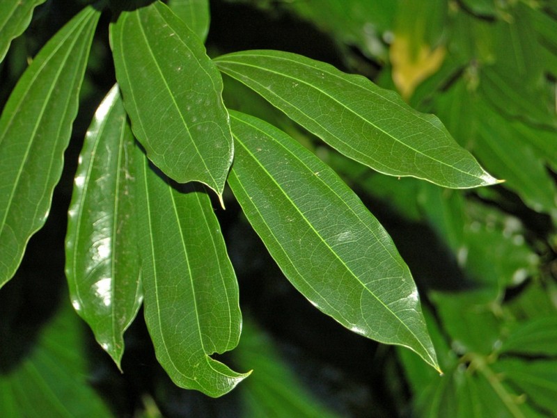 Laurel-Leaf Snailseed photo 6