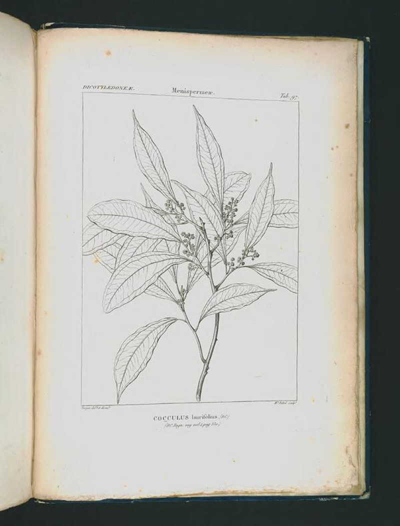 Laurel-Leaf Snailseed photo 7